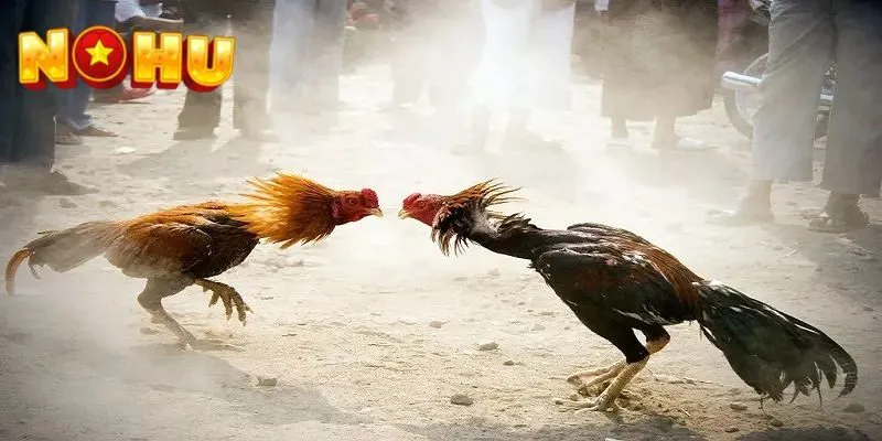 Các loại hình đá gà tại NOHU phổ biến hiện nay