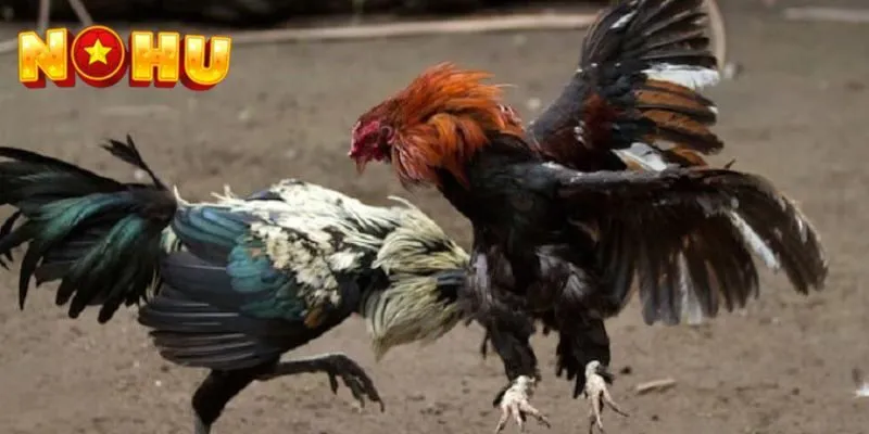 Cách tham gia chơi đá gà tại nhà cái NOHU dễ dàng