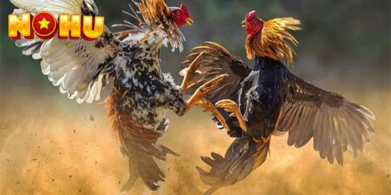 Giới thiệu sảnh đá gà NOHU